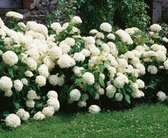 2x Hydrangea arborescens Annabelle - Hortensia witte bolbloem in 5 liter pot met planthoogte 40-60cm