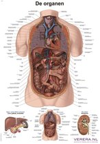 Le corps humain - poster anatomie organes (néerlandais/latin, papier, 50x70 cm) + système d'accrochage