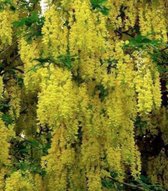 Laburnum watereri ' Vossii' - Bastaard Goudenregen, Grootbloemige Goudenregen 40 - 60 cm in pot