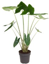 Plant in a Box - Alocasia Zebrina - Grote luchtzuiverende kamerplant - Pot 32cm - Hoogte 140-150cm
