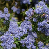 Ceanothus 'Concha' - Amerikaanse Sering - 30-40 cm in pot: Struik met diepblauwe bloemen in het voorjaar en vroege zomer.