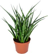 Sansevieria 'Fernwood Punk' - Vrouwentong - Kamerplant - Makkelijke plant voor binnen - ⌀12 cm - 25-35 cm
