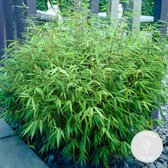 Fargesia rufa – Bamboe – Tuinplant – Winterhard - ⌀23 cm - 60-70 cm