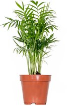 Chamaedorea Elegans – Mexicaanse Dwergpalm – Palm – Onderhoudsvriendelijk - ⌀12 cm - 35-45 cm