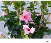 Mandevilla (Dipladenia) Roze - 3 Planten - Pot ⌀9cm - Hoogte  25-40cm - Klimplant - Kuipplant - Potplant - Garden Select