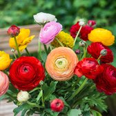 Ranunculus Aviv gemengd | 10 stuks | Bloembollen | Knol | Snijbloem | Gemengde Kleuren | Top kwaliteit Ranonkel Knollen