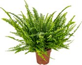 Nephrolepis - Krulvaren - Kamerplant - Luchtzuiverende plant voor binnen - ⌀12 cm - 20-30 cm