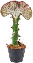 Euphorbia Lactea 'Cristata' - Kandelaarsplant - Kamerplant - Groene plant voor binnen - ⌀11 cm - 30 cm