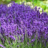 10 x Lavendel Hidcote Large - Vaste Planten - Tuinplanten Winterhard - Lavandula angustifolia Hidcote in C1.5 liter pot met hoogte 10-20cm