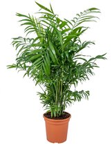 Chamaedorea Elegans - Mexicaanse Dwergpalm - Kamerplant - luchtzuiverend - ⌀17 cm - 50-60 cm