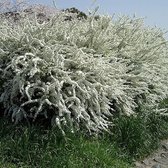 Spiraea Thunbergii - Spierstruik, 40-60 cm in pot: Fijne witte bloesems op dunne, boogvormige takken.