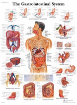 Poster Le corps humain - Digestion (laminé, 50x67 cm) + système de suspension