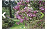 Magnolia 'Susan' - Beverboom 50 - 60 cm in pot