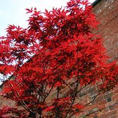 Rode Japanse Esdoorn - Acer palmatum 'Atropurpureum' - 30-40 cm
