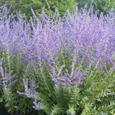 Perovskia 'Blue Spire' - Blauwspirea - 30-40 cm in pot: Langbloeiend met lavendelblauwe bloemen en aromatisch grijs blad.