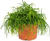 Rhipsalis baccifera 'Oasis' | Koraalcactus - Kamerplant in kwekerspot ⌀10,5 cm - 10-15cm