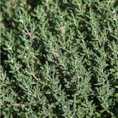 6x Tijm - Thymus vulgare ‘Compactus’ - Pot 9x9cm