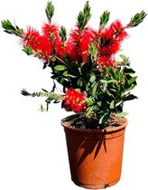 Tropictrees - Lampenpoetser - Callistemon - Struik - Hoogte ca. 60 cm - Rode bloemen