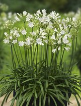 Jub Holland Agapanthus Wit - Africanus Albus - 2 Planten - Vaste Plant - Voor Potten op Terras en Balkon - Tuin - Garden Select