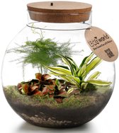 Bol.com vdvelde.com - Planten terrarium met verlichting - Ecoworld Tropical Biodome - Planten in glazen pot - 3 gekleurde kamerp... aanbieding