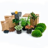 Bol.com Planten terrarium pakket - Urban Jungle 5 - Coffea - Varen - Palm - 2x Fittonia - Navulling & Startpakket aanbieding