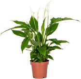 Bol.com Spathiphyllum 'Torelli' - Lepelplant - Kamerplant - Luchtzuiverend - ⌀12 cm - 35-45 cm aanbieding