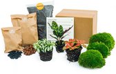 Bol.com Planten terrarium pakket - Calathea Lancifolia - 3 terrarium planten - Startpakket - Navulling - DIY Ecosysteem Planten ... aanbieding