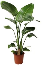Bol.com Plant in a Box - Strelitzia Nicolai - Paradijsvogelbloem - Paradijsvogelplant - Groene kamerplant - Pot 21cm - Hoogte 90... aanbieding