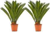 Bol.com WL Plants - 2x Cycas Revoluta - Vredespalm - Sagopalm - Palmvaren - Kamerplanten - Zeer Gemakkelijk te Verzorgen - ± 60c... aanbieding