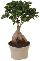 Bol.com Plant in a Box - Ficus Ginseng - Japanse Bonsai Kamerplanten - Pot 12cm - Hoogte 30-40cm aanbieding