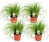 Bol.com Kattengras - Set van 4 stuks - Cyperus - Pot ⌀12cm - Hoogte 25-35cm - Kamerplant - Diervriendelijk aanbieding