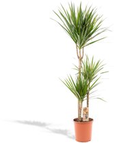 Bol.com XXL Dracaena Marginata Drakenbloedboom - 120cm hoog ø21cm potmaat - Grote Kamerplant Tropische Palm - Vers van de Kweker... aanbieding
