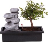 Bol.com Plant in a Box - Bonsai boompje met Easy-care watersysteem én stromende waterval over Zen stenen - kamerplant - Hoogte 2... aanbieding
