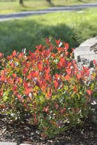 4x Photinia fraseri ‘Little Red Robin’ – Glansmispel in C2 liter potten