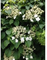 Garden Select - Set van 3 Hydrangea ‘Petiolaris’ - Klimhortensia - Pot ⌀9cm - Hoogte  25-40cm - Tuinplant - Winterhard - Klimplant - Hortensia