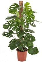 Plant in a Box - Monstera Deliciosa sur bâton de mousse - Plante d'intérieur - Pot ⌀24cm - Hauteur ↕120-130cm