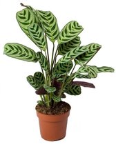 Plant in a Box - Ctenanthe 'gebedsplant' - Ctenanthe burle-marxii - Groen/paarse bladeren - Pot 12cm - Hoogte 25-40cm