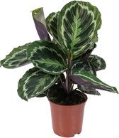 Calathea 'Medaillon' - Pauwenplant - Kamerplant - Luchtzuiverend - ⌀14 cm - 40-45 cm