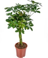 Schefflera 'Arboricola' | Vingerplant per stuk  - Kamerplant in kwekerspot ⌀19 cm - ↕70-80 cm