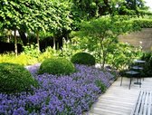 Garden Select - 3x Lavandula angustifolia 'Ardèche Blue' – Lavendel – Heester – Winterhard – ⌀10,5 cm - 10-15 cm