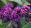 Callicarpa Bodinieri 'Profusion' - Schoonvrucht - 40-60 cm in pot: Struik met opvallende paarse bessen in de herfst